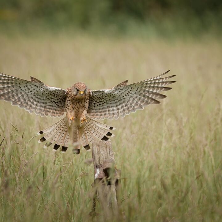 Falke im Landeanflug: Falcon-Karten