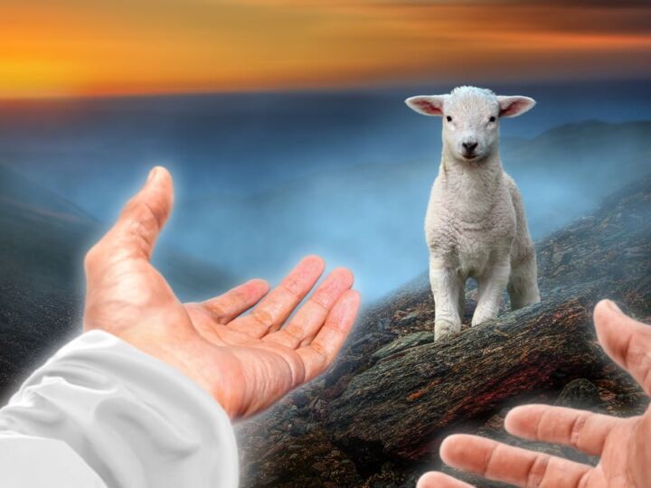 Hand Gottes zieht Schaf an.