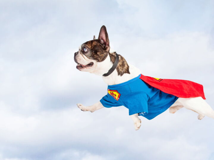 Flying Super Hero Dog