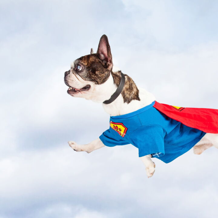 Flying Super Hero Dog