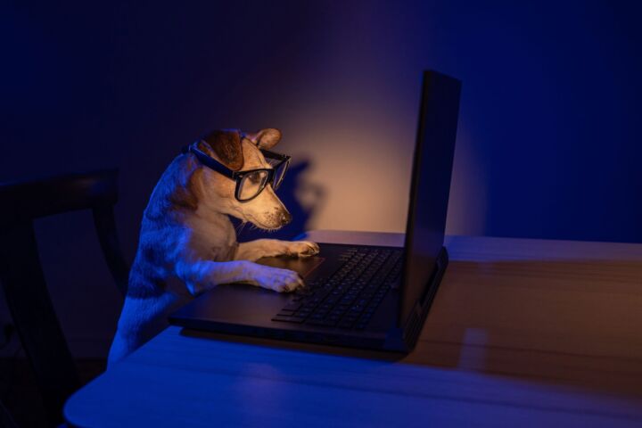 Hund im Dunkeln vor dem Notebook