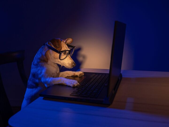 Hund im Dunkeln vor dem Notebook