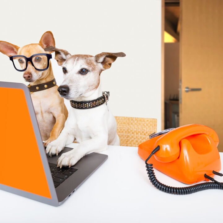team or couple of dogs with glasses as secretary or operator with red old dial telephone or retro classic phone and pc laptop computer